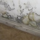 6 Tips on Choosing a Mold Remediation Service for Homeowners