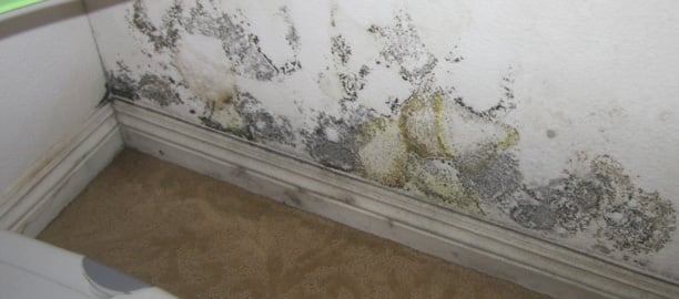 A Closer Look At Toxic Mold