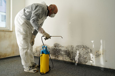 Things To Know About Mold In The Home