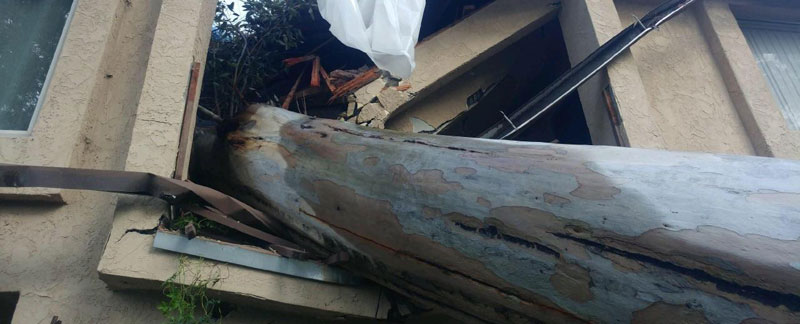 Storm Damage Tree Removal Escondido, California
