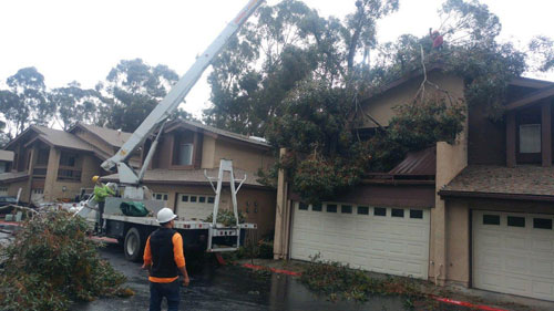 Storm Damage Tree Removal Escondido, California