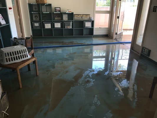 What to Do When Your Basement Floods