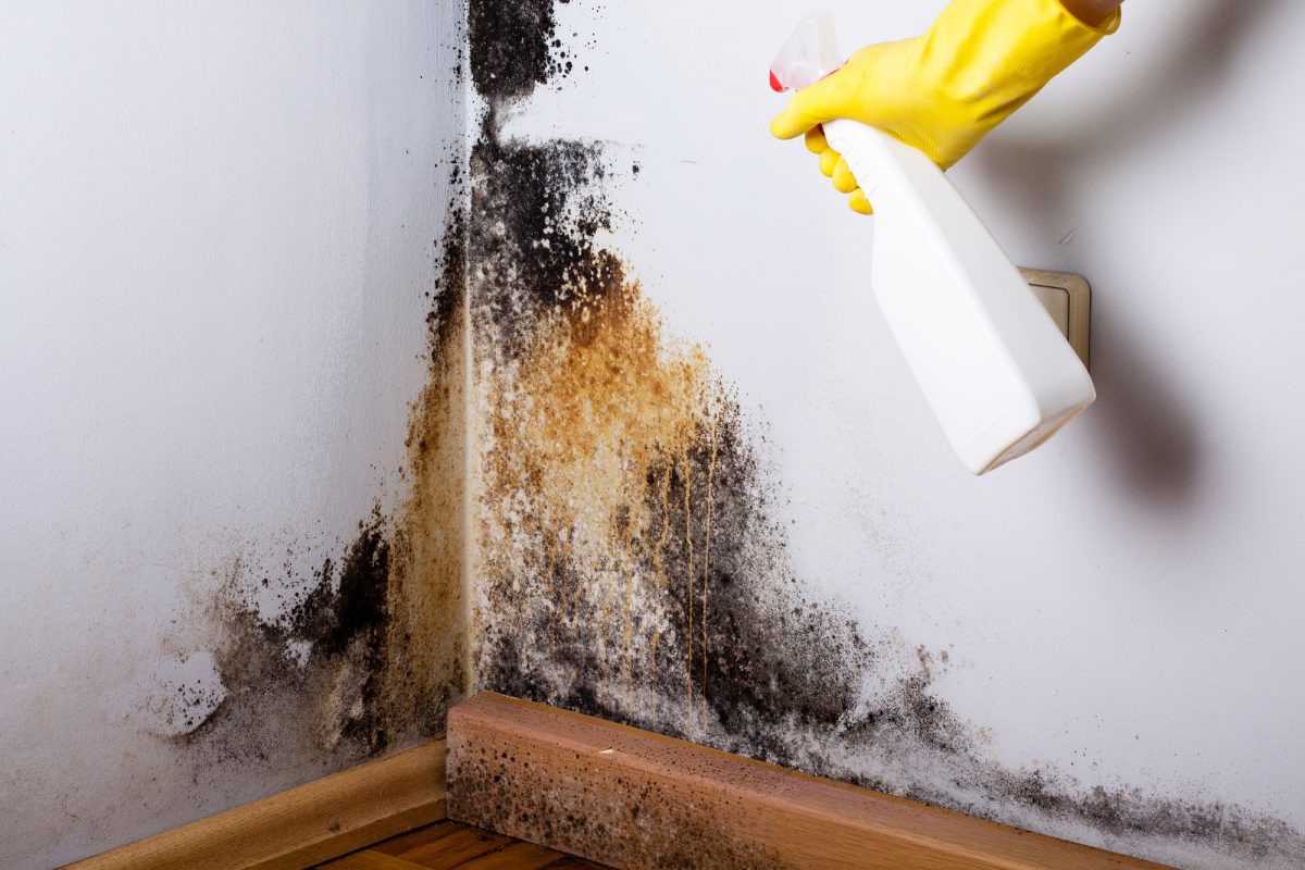 mold removal Anaheim CA