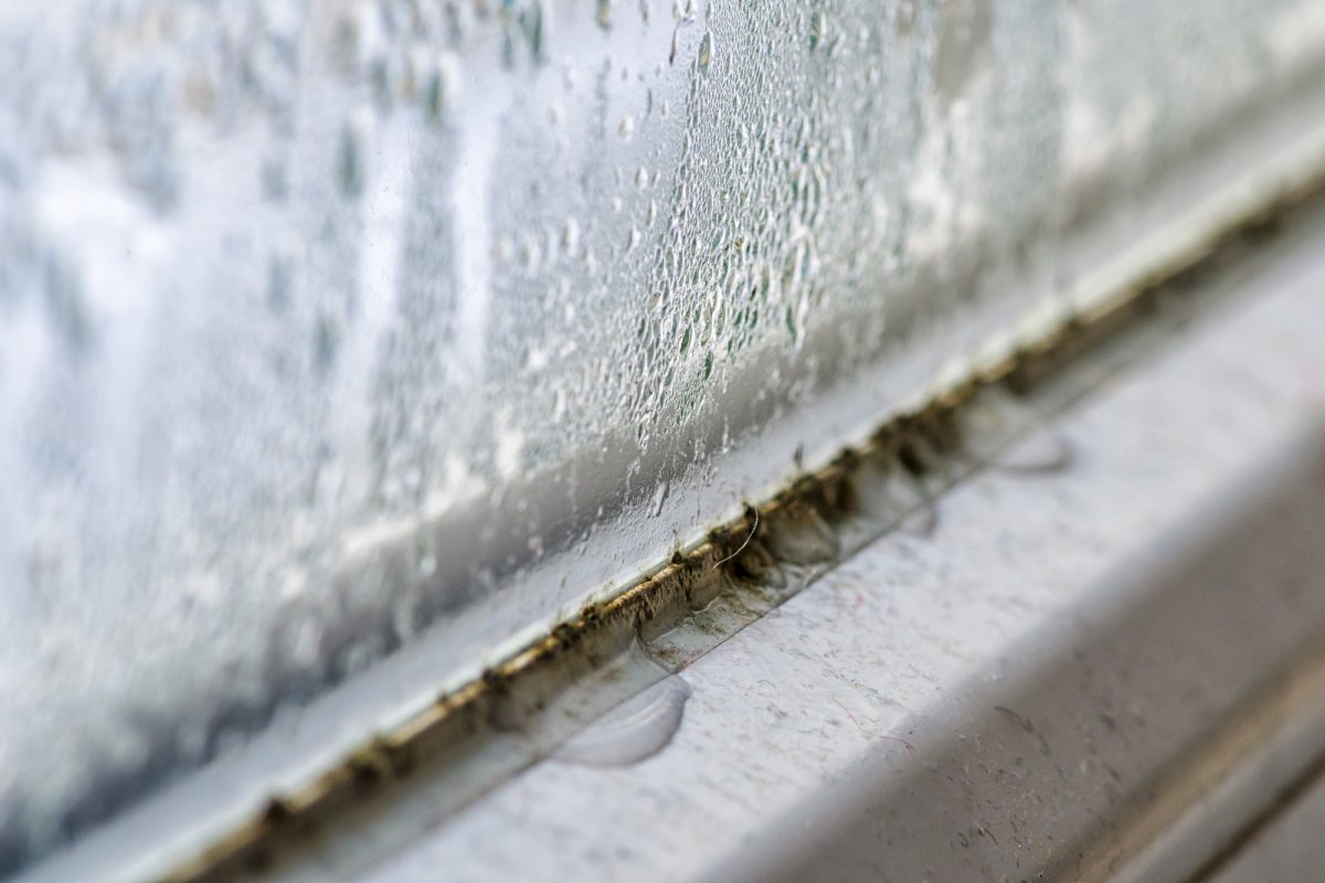 Need a Mold Inspection in San Diego? A Guide to the Cost and Process