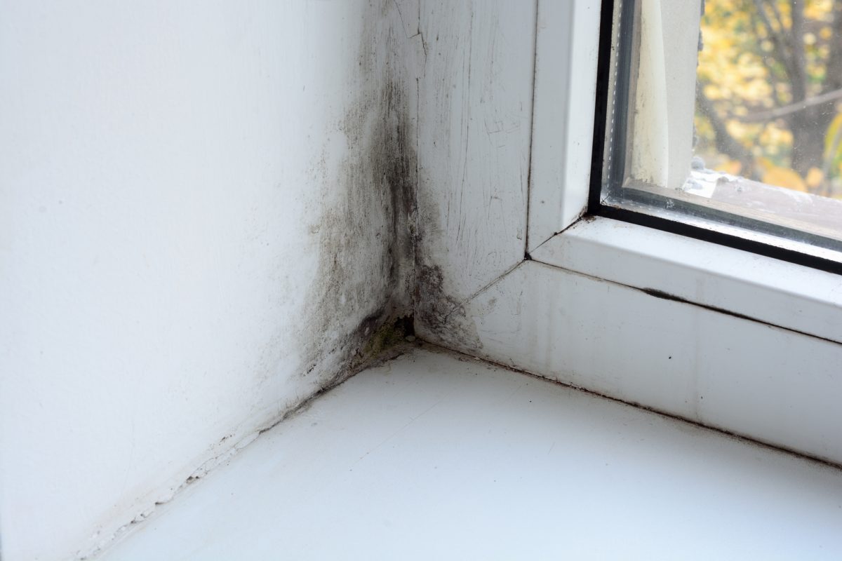 What are The Different Types of Mold and How are They Dangerous?