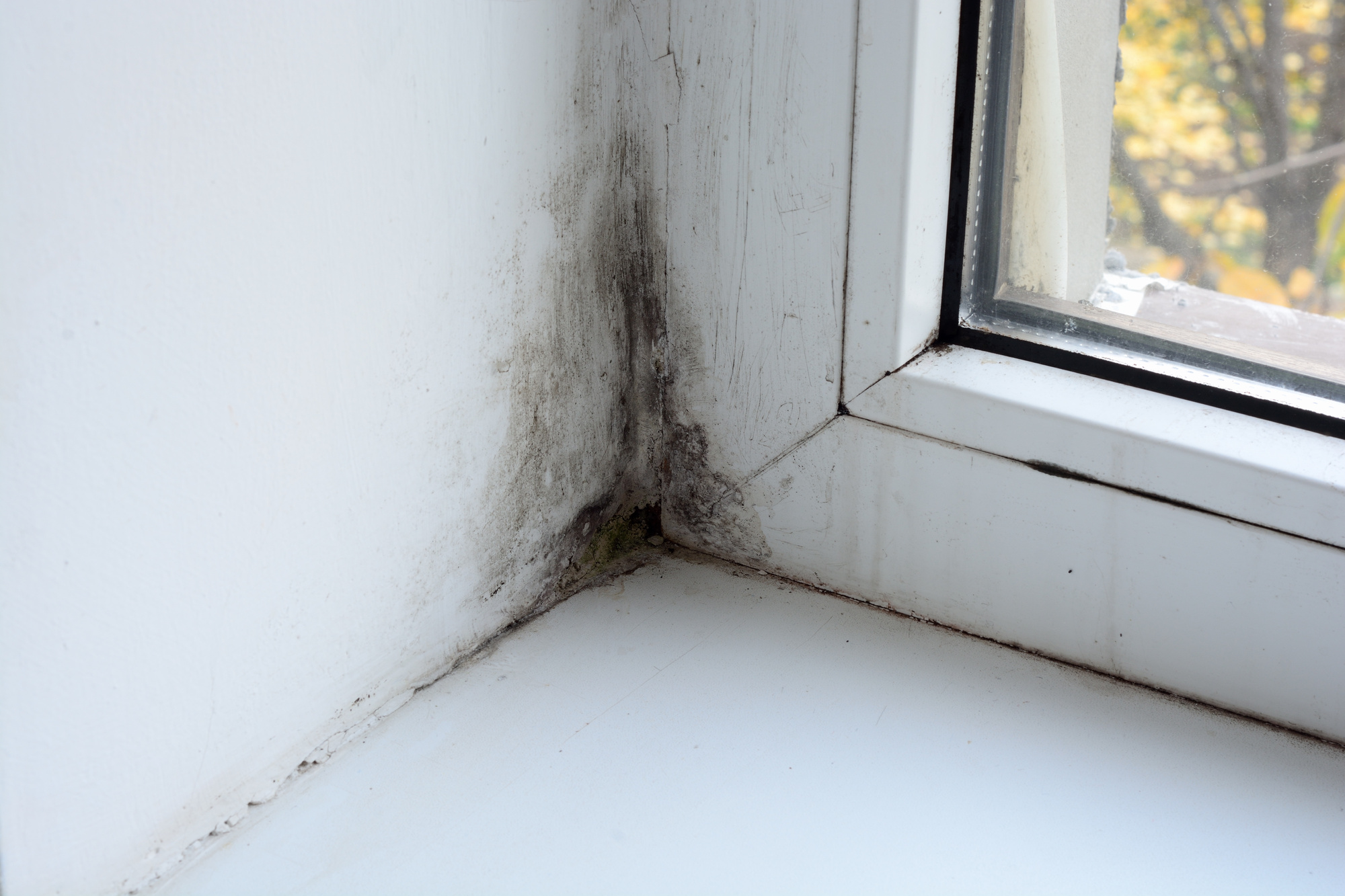 What are The Different Types of Mold and How are They Dangerous?