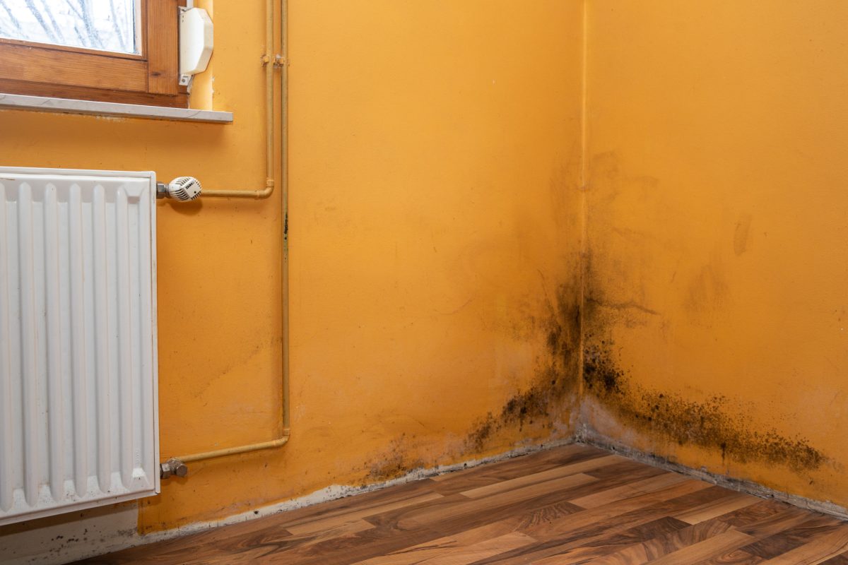How To Get Rid of Water Damage Mold Fast: A Guide