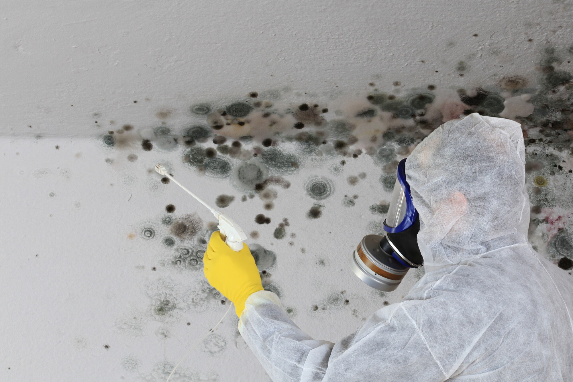 What to Expect From the Mold Remediation Process