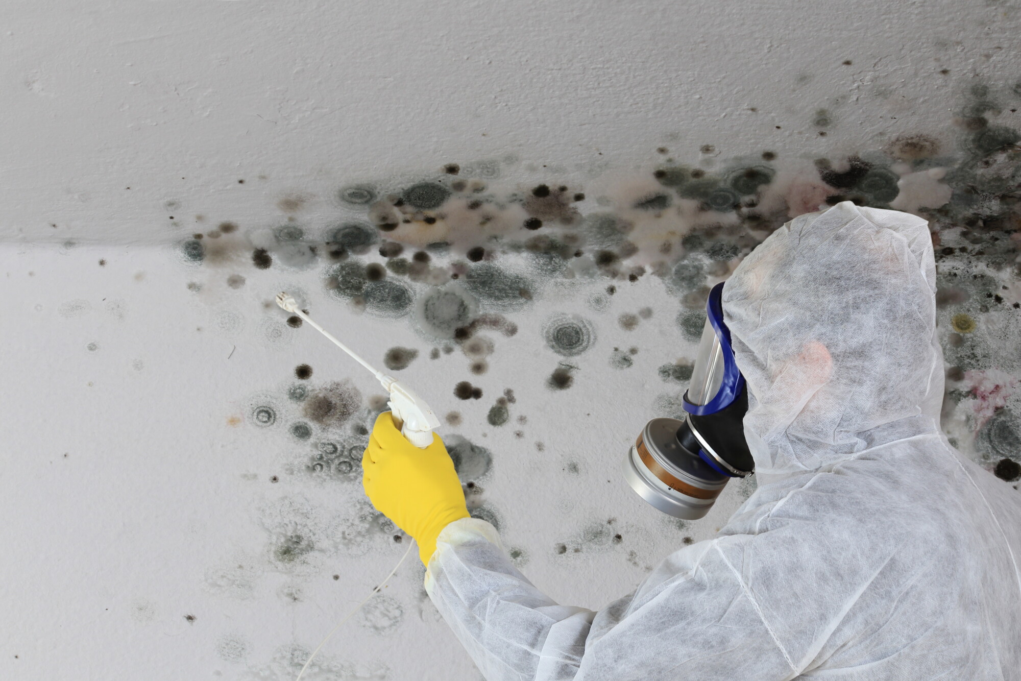 Mold Removal Rutland Vt