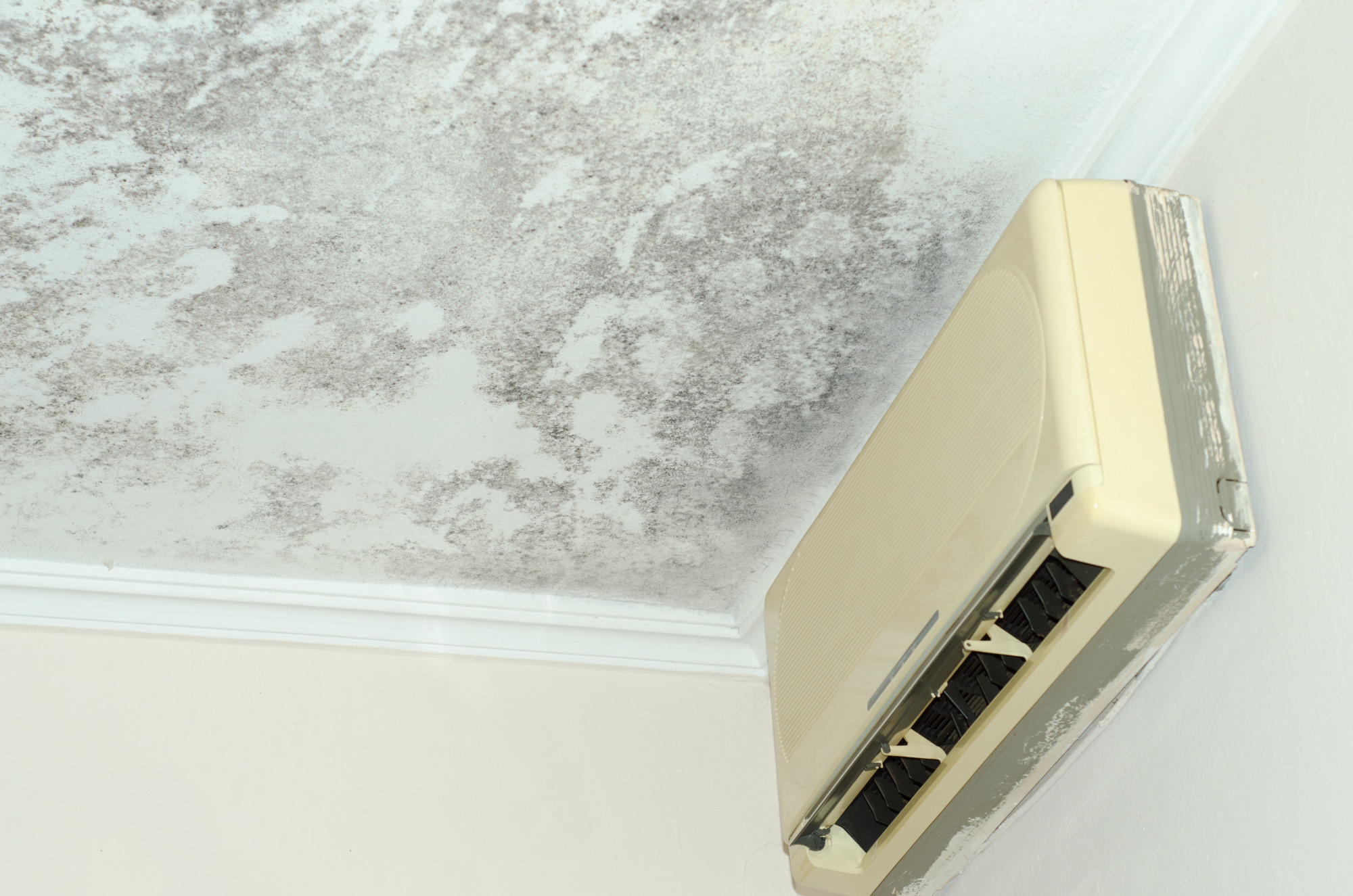 Black Mold Causes in the Home and How To Prevent It