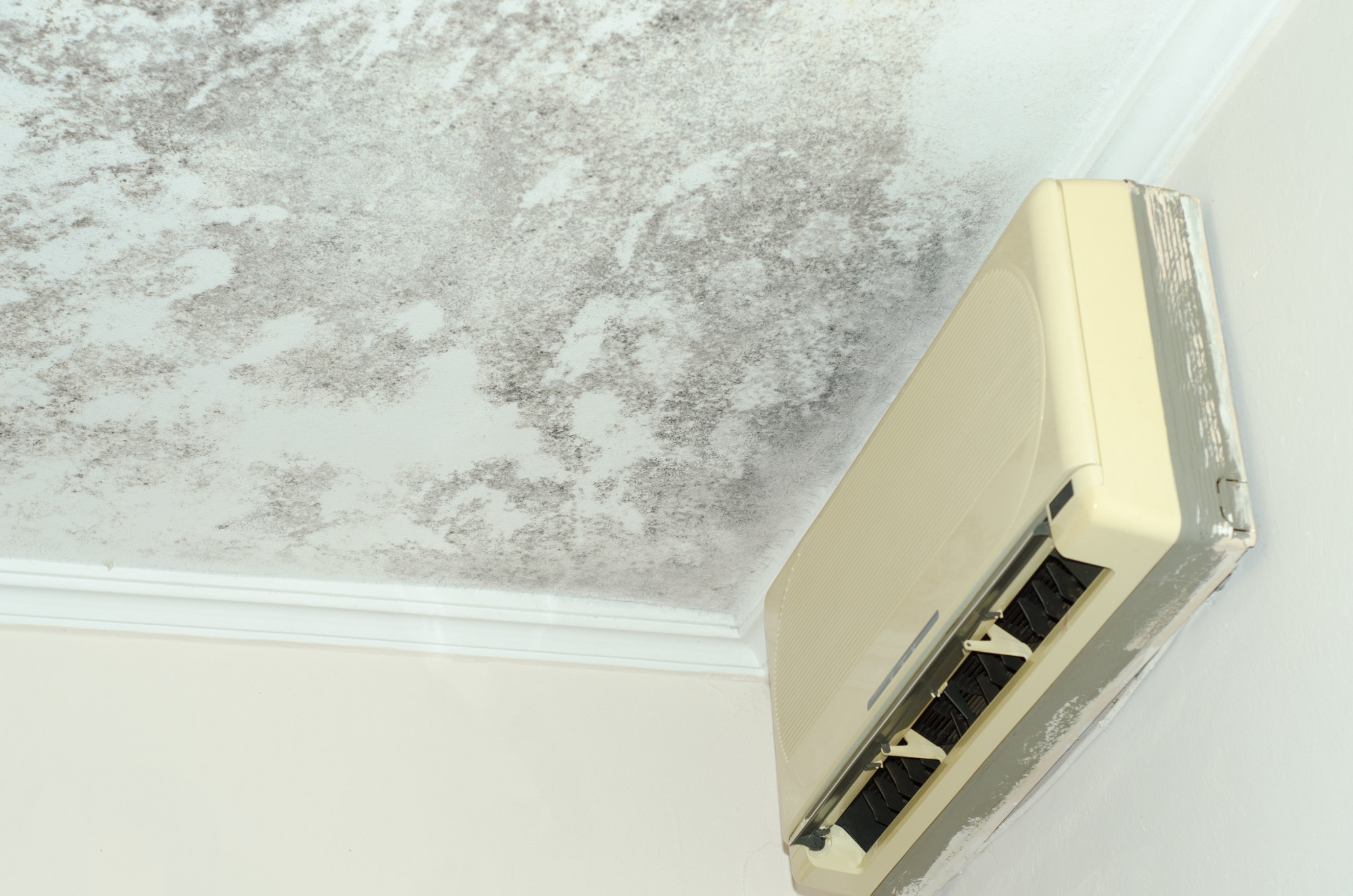 Black Mold In Your Home? Causes, Symptoms, Prevention