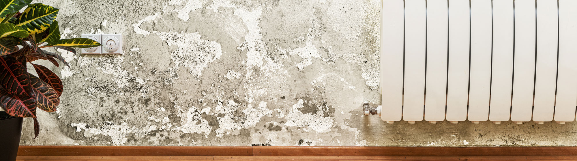 mold remediation