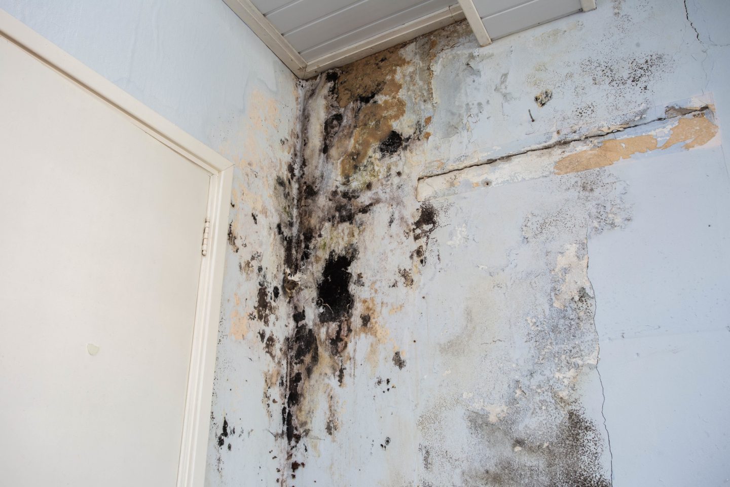 8 Maintenance Tips to Help Prevent Mold at Home