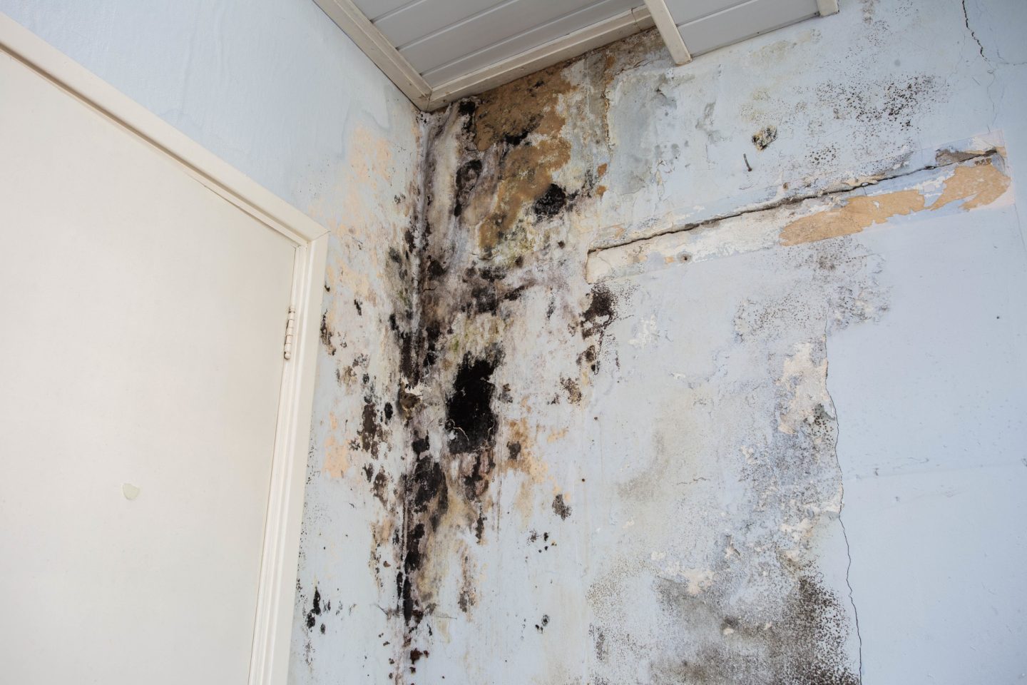 Health Risks If Mold Restoration is Not Done Right